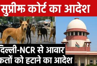 supreme court for dog