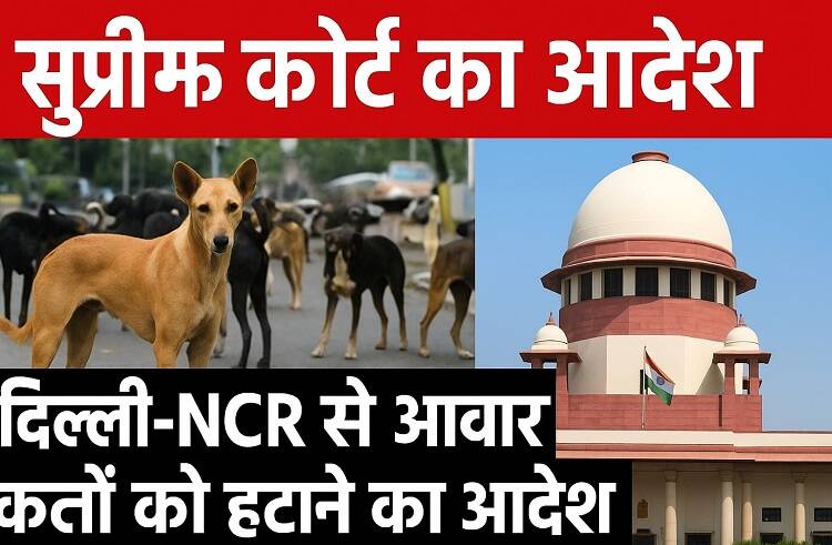 supreme court for dog